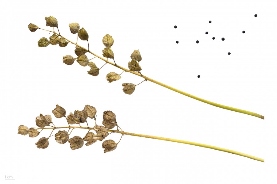 Bellevalia romana 1 MHNT