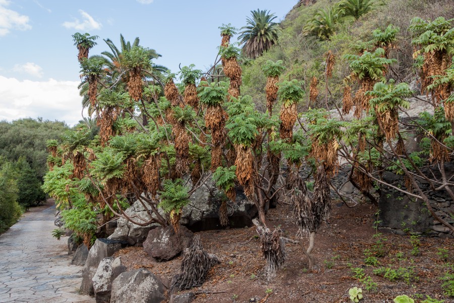 Bencomia sphaerocarpa 01