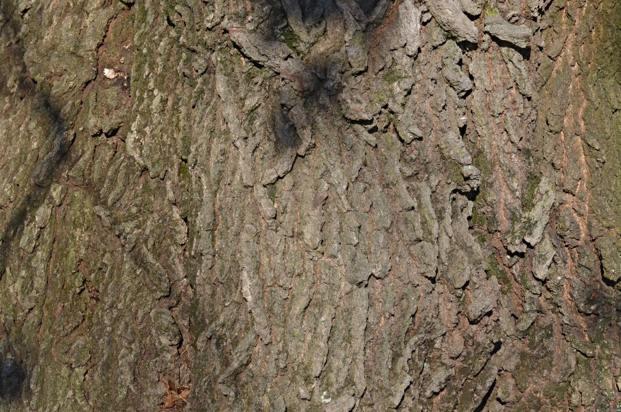 Bender Oak Quercus x benderi (32-0145-A) Trunk Bark