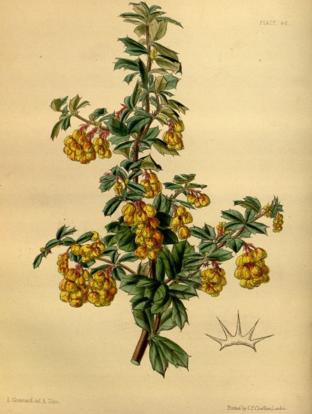 Berberis darwinii Paxton 046