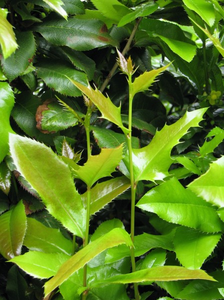 Berberis repens 2010-05-15 03