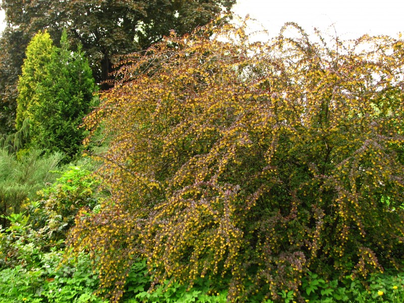 Berberis thunbergii 04