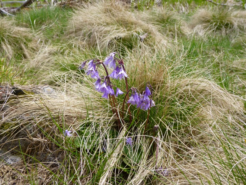 Berg-Troddelblume-