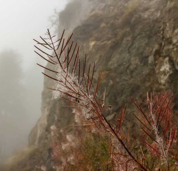 Bergtocht van Vens naar de Pointe Oilletta in Valle d'Aosta (Italië). Zaaddozen van alpenflora langs bergpad in dichte mist boven Lac du Joux (1930m) 08