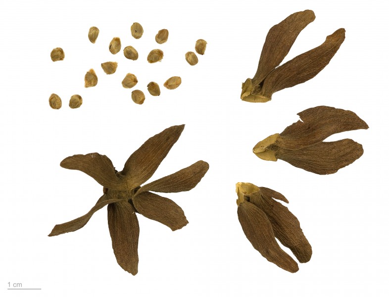 Berrya cordifolia MHNT.BOT.2009.13.2
