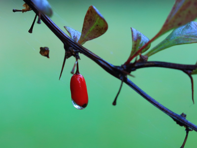 Bes Berberis thunbergii