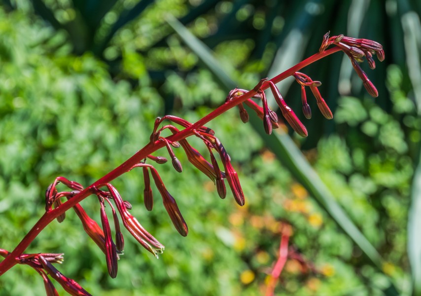 Beschorneria tubiflora 01
