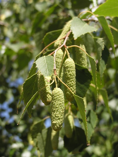 Betula pendula in Sedovo 1