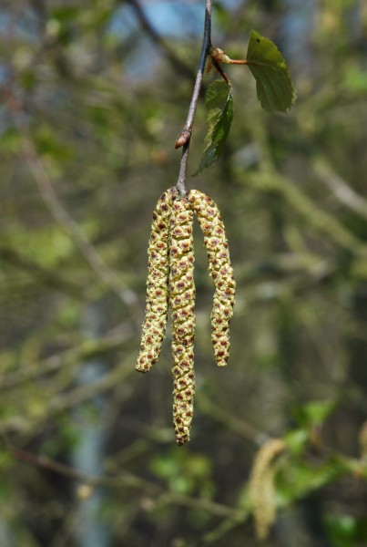 Betula pendula male catkins 2