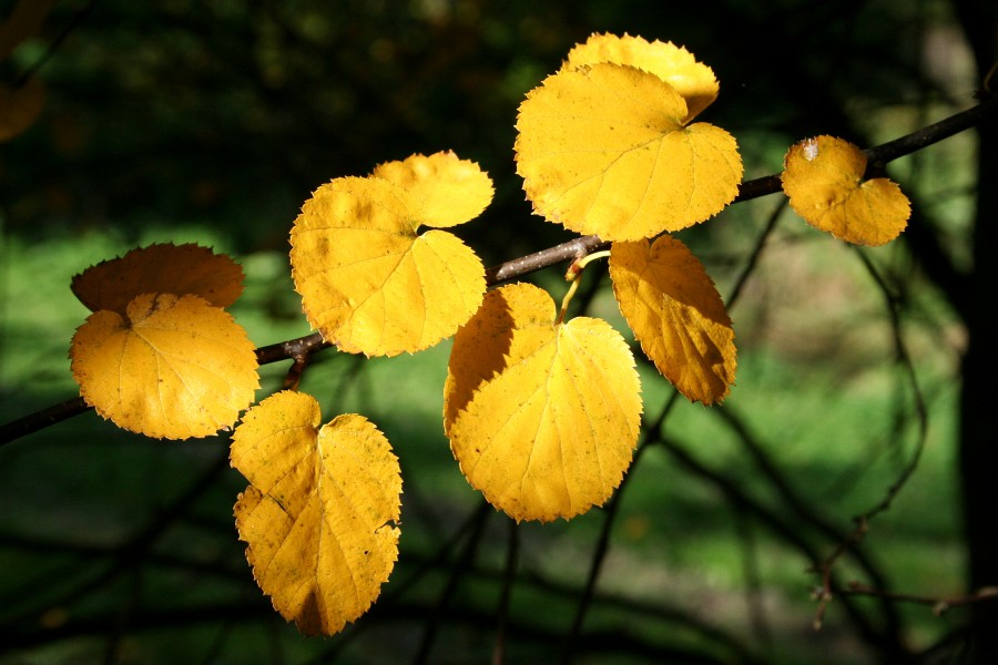 Betula uber JPG1Fe