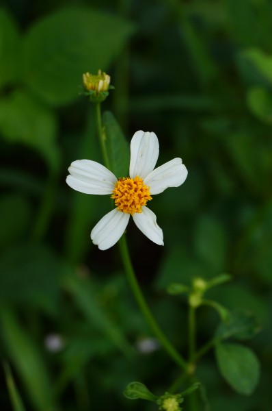 Bidens pilosa 02