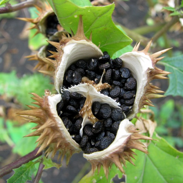 Bieluń dziędzierzawa Datura stramonium Seed