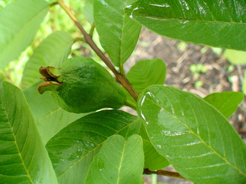 Bigger Guava