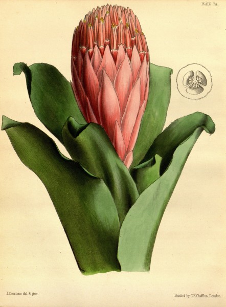Billbergia thyrsoidea Paxton 74