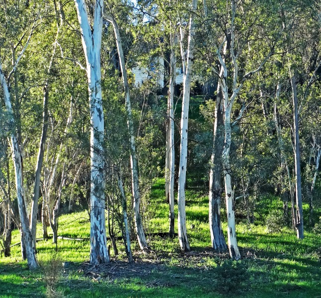 Birch Grove Morning 1-15 (15745810183)
