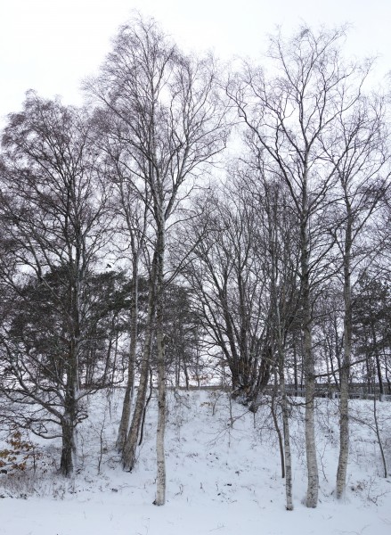 Birches in first snow