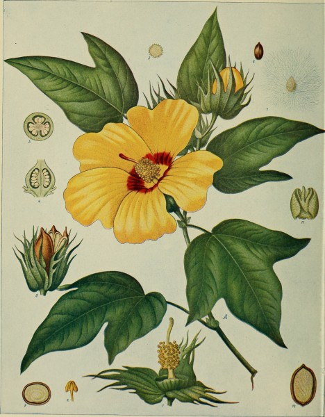 Birds and nature (1902) (14755619215)