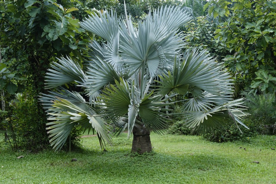 Bismarckia nobilis3498