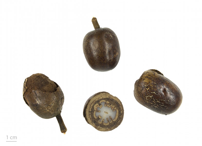 Bismarckia nobilis MHNT.BOT.2017.10.15