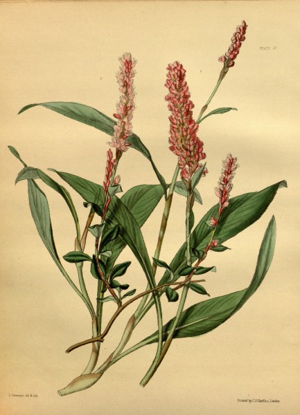 Bistorta affinis Paxton 037