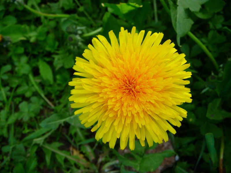 Blüte des gewöhnlichen Löwenzahns