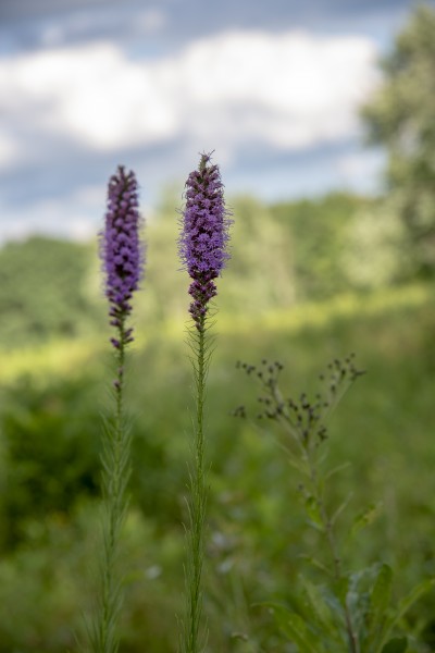 Blacklick Woods - Liatris spicata 1
