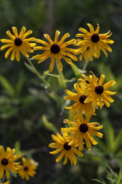 Blacklick Woods - Yellow Coneflower 1