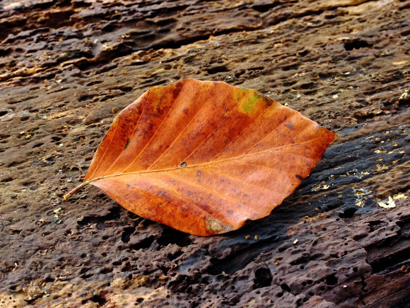 Blad van beuk (Fagus sylvatica) 01
