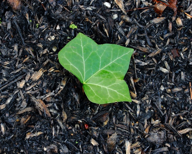 Blad van klimop (Hedera helix) 01