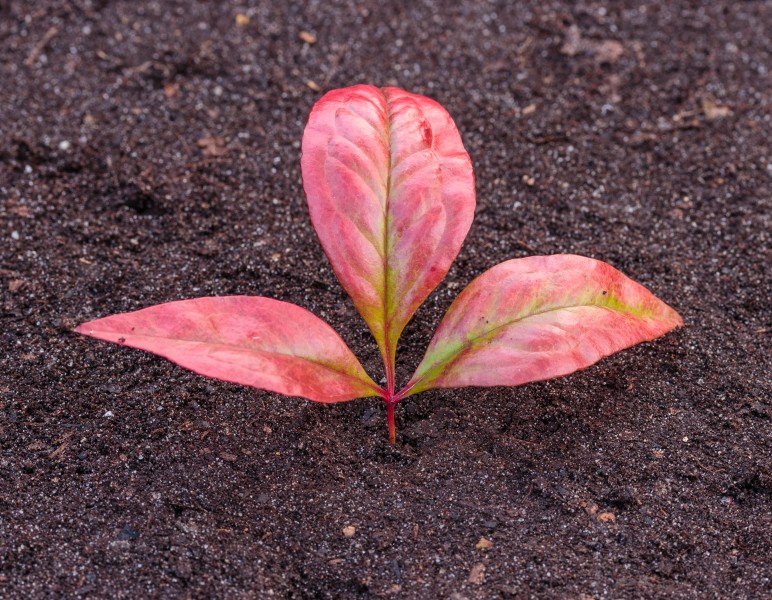 Bladeren van Nandina domestica Locatie, Tuinreservaat Jonkervallei 02