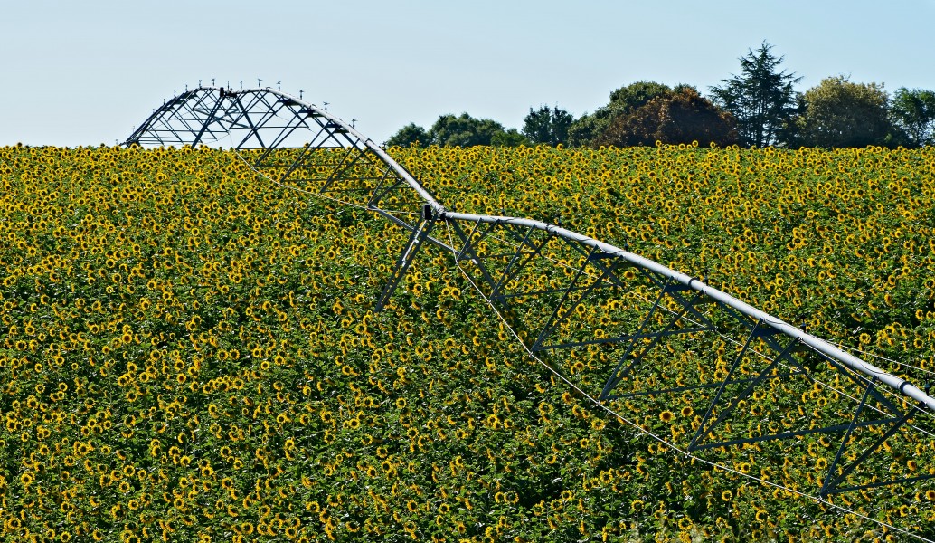 Blanzac 16 Tournesols&dispositif arrosage 2013