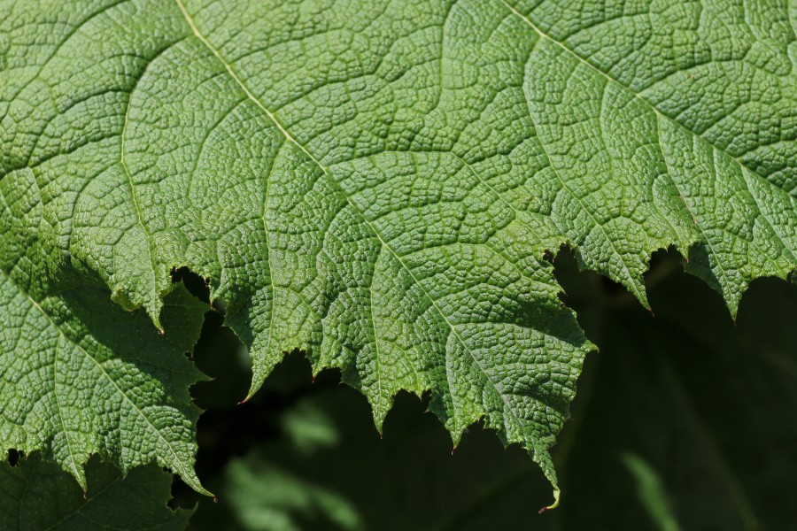 Blatt des Mammutblatt