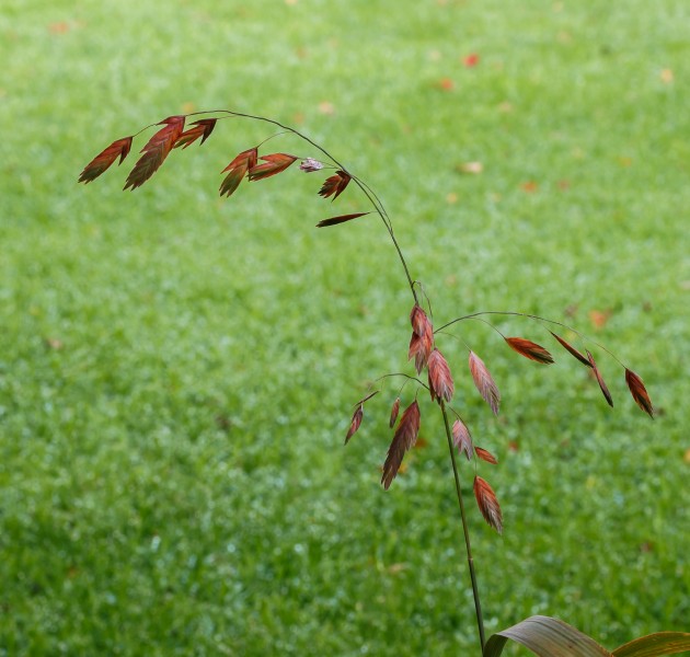 Bloeiwijze van Chasmanthium latifolium in herfstkleur. Locatie. Tuinreservaat Jonkervallei 02