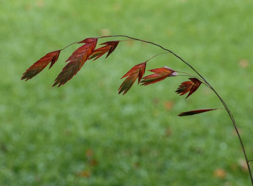 Bloeiwijze van Chasmanthium latifolium in herfstkleur. Locatie. Tuinreservaat Jonkervallei 03