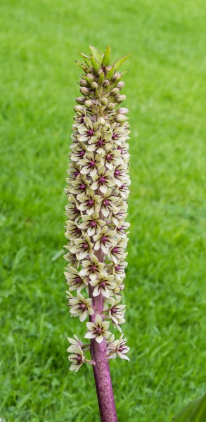 Bloeiwijze van Eucomis montana, familie van Asparagaceae. Locatie, Tuinreservaat Jonkervallei 01