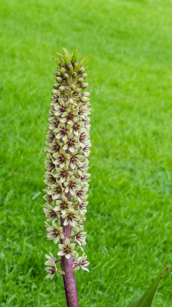 Bloeiwijze van Eucomis montana, familie van Asparagaceae. Locatie, Tuinreservaat Jonkervallei 02