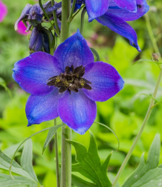 Bloem Ridderspoor (Delphinium). Locatie, Tuinreservaat Jonker vallei