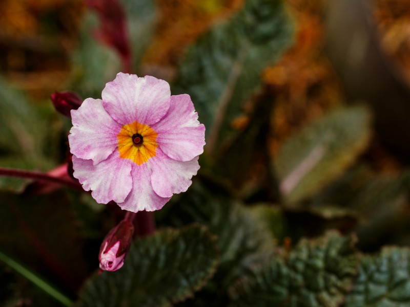 Bloem van Primula margotae (x) 'Garryarde Guinevere'. Locatie, Tuinreservaat Jonkervallei 01