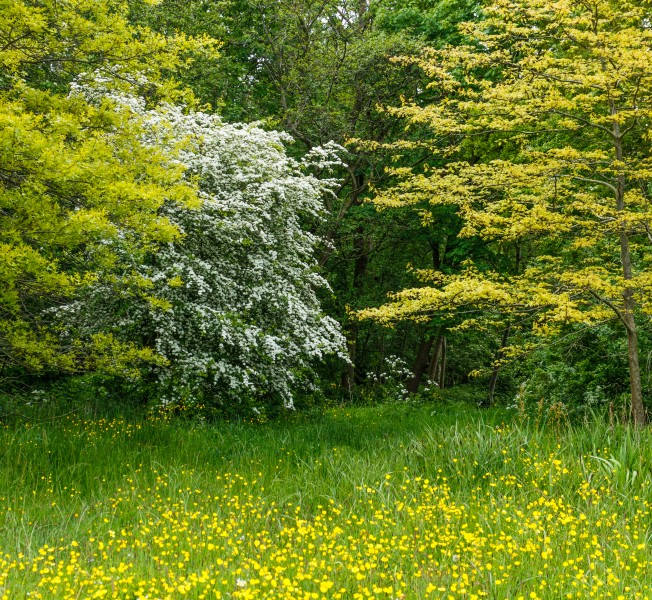 Bloemenweide aan rand van boomwal. Locatie, Natuurterrein De Famberhorst 06