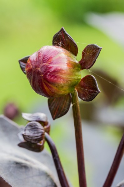 Bloemknop van Dahlia Moonfire. Locatie Tuinreservaat Jonkervallei 05