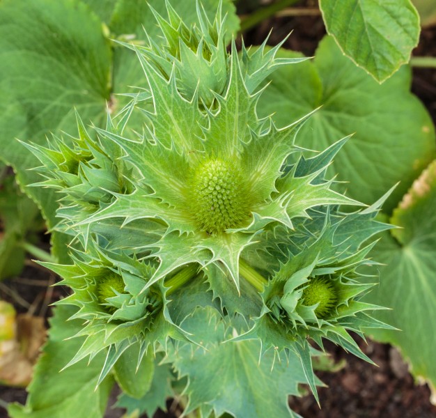 Bloemknop van Eryngium giganteum 'Miss Willmott's Ghost' 02