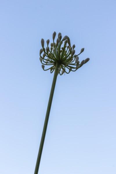 Bloemknoppen van een witte Agapanthus (d.j.b.) 02