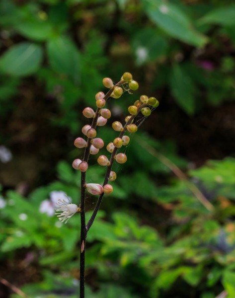 Bloemknoppen van Tiarella 'Ninja' 02