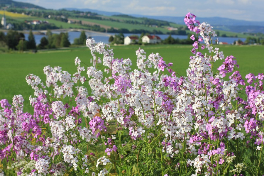 Blomster på Helgøya