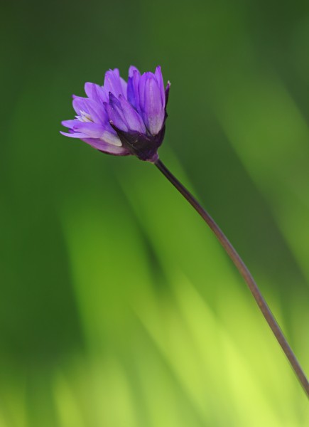 Blue Dicks (Dichelostemma capitatum)