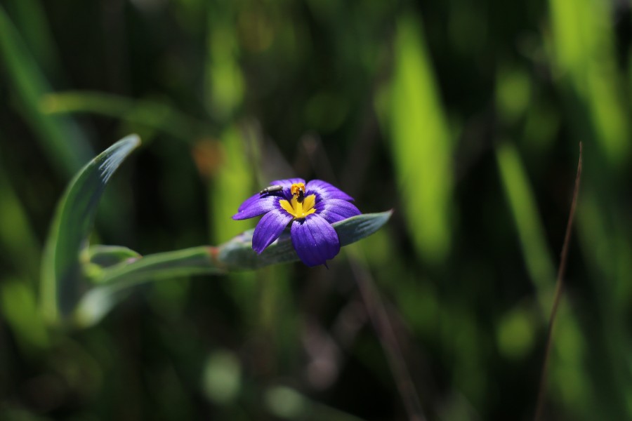 Blue-eyed grass at Santa Rosa Plateau (33556318496)