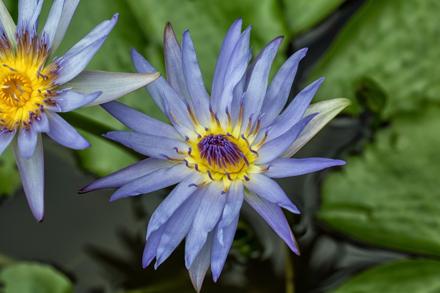 Blue Water Lily (1) (15021012084)