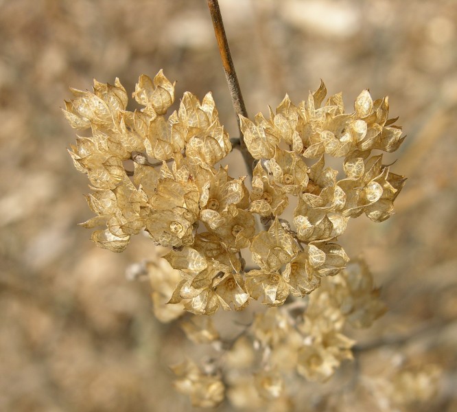 Bluebeard Caryopleris incana 'Jason' Dried Flowers 2000px