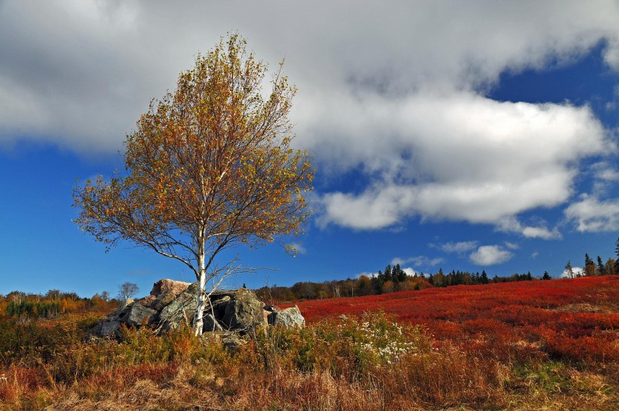 Blueberry fields at Parrsboro