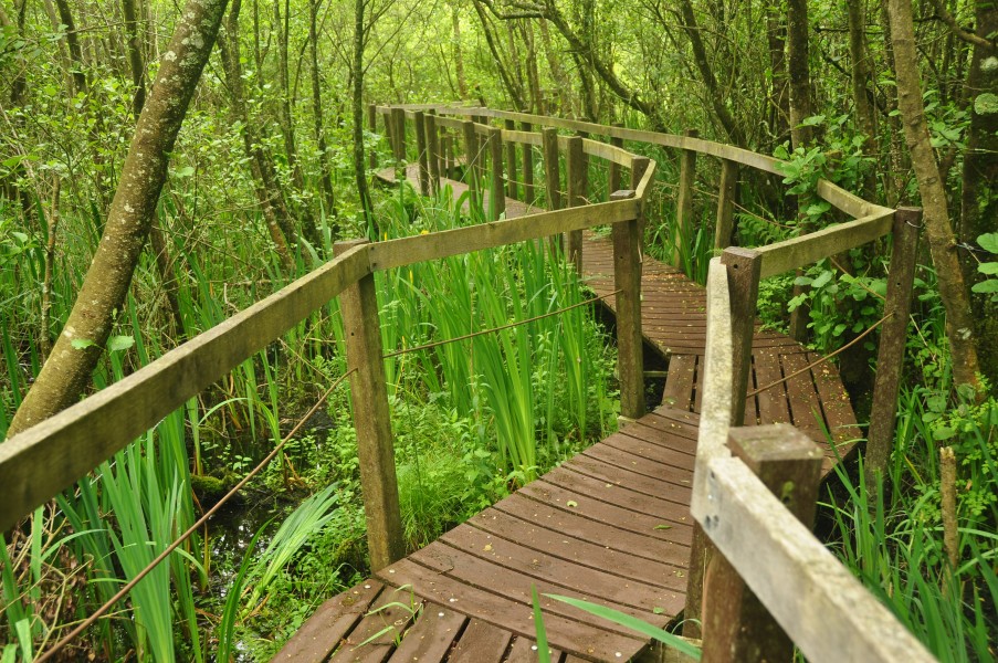 Boardwalk in Oxwich Burrows (5243)